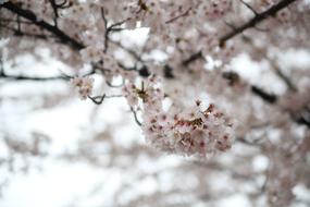 Spring Cherry Blossom
