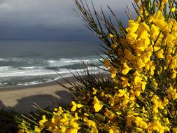 Broom Sea Ocean