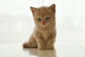 red British Kitten sits on white glossy surface