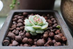 The Fleshy Spring Potted