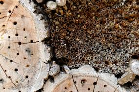 Wood Holes Twigs Bee