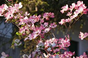Spring Meran Still Life