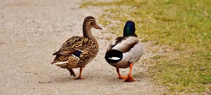 Walk Pair Of Ducks