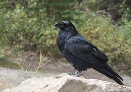 impressively beautiful Raven Crow Bird