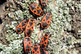 photo of fire bugs on a stone