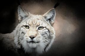 perfect Lynx Wildlife Cat