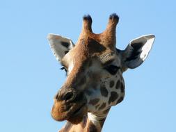 Giraffe face at blue sky