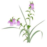firefly projects wild grass