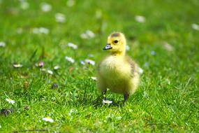 Goose yellow small