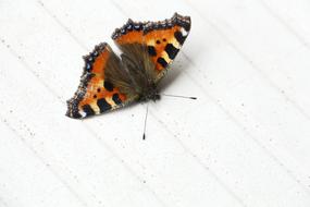 ravishing Butterfly Close Up