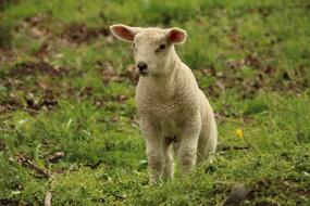 lamb on green grass close-up on blurred background