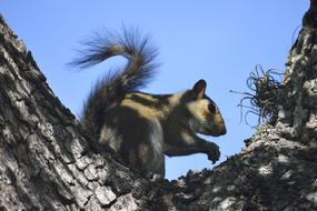Squirrel Wildlife tree