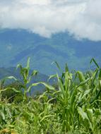 green plants under the clouds landscape