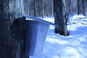 Sirop Maple Sugar