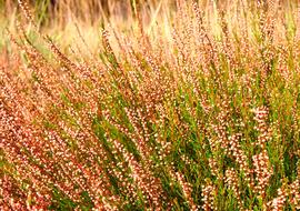 Heather Sunlight