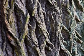 roots big green landscape