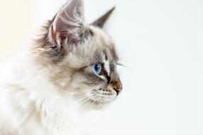 Cat Domestic Young blue eye
