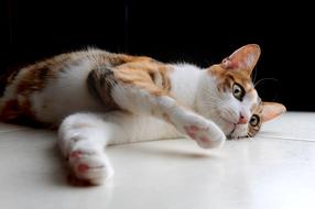 goodly Cat Pet Lying