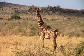 Giraffe Kenya Tsavo