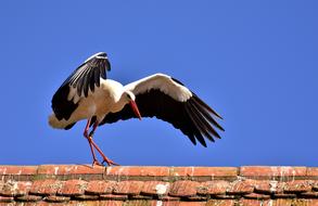 goodly Stork Bird Flying