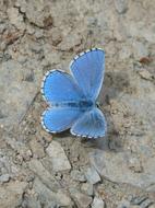 blue butterfly with big wings