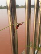 Big Bug red
