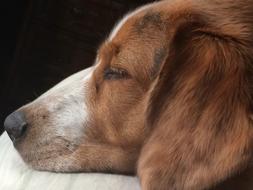 Dog sleep face