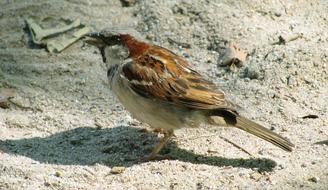 sparrow sits on gray sand