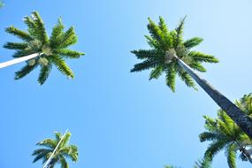 beautiful palm trees against the blue sky
