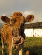 Cow Animals