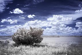 Infrared Marsh Grass Low Tide