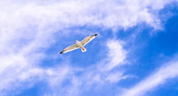 impressively beautiful Gull Animal Flying