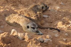 two meerkats are lying on the ground