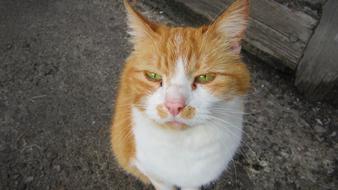 white-red cat with sleepy eyes sits outdoor