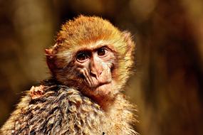 Barbary Ape Portrait Cute Monkey