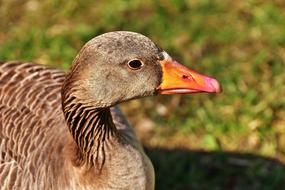 photo of a brown duck with an orange beak