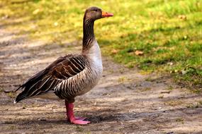 grey Goose stands on soil road