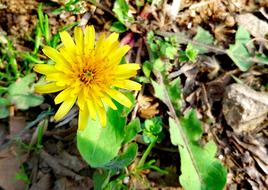 Dandelion Flowers And Plants