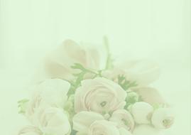 Pastel white Roses Background