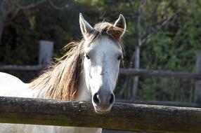Horse Head Stallion