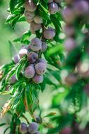 ripe sweet plums on a tree