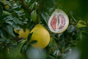 ripe fruit on green leaves