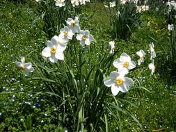 Daffodils Spring Harbinger Of