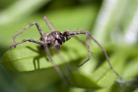 spider with long legs on a leaf