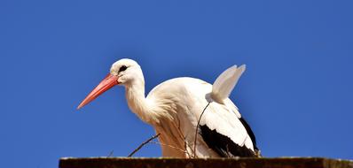 goodly Stork Bird