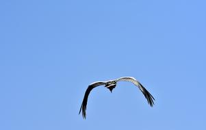 stork soars in the blue sky