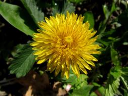 beautiful wildflower plant