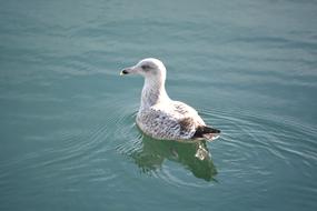goodly Bird Reflections Water