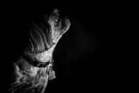 perfect Shih-Tzu Dog Pet
