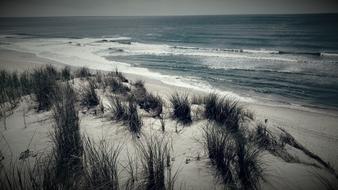 Sea sandy Beach grass